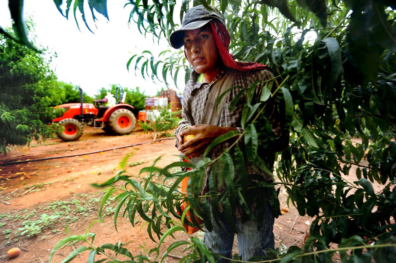 More Legal Mexican Farm Workers Are Coming To Sc Than Ever But Few Are Protecting Them News 
