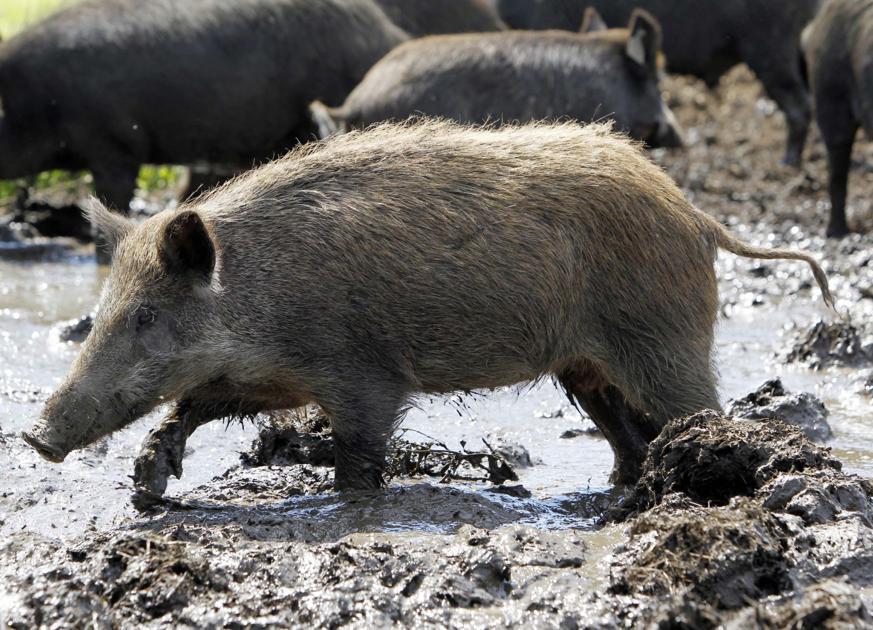 Wild hog sightings are rising in unlikely South Carolina county | News