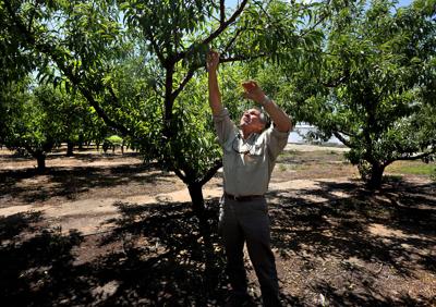 Larry Yonce reach tree.jpg