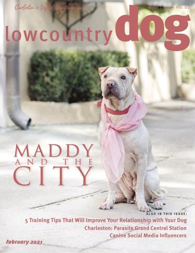Dog models wanted for annual calendar | News | postandcourier.com