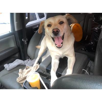 After Dog Truck Stolen From North Charleston Lowe S Man Offering