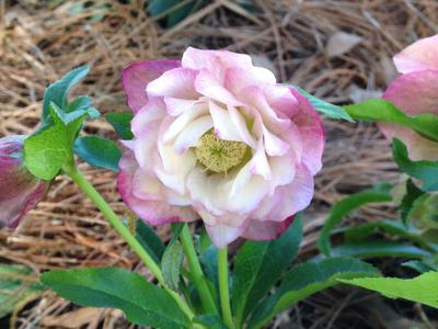 Tough Early Bloomers Lenten Roses First To Open In Lowcountry Gardens In New Year Home And Garden Postandcourier Com