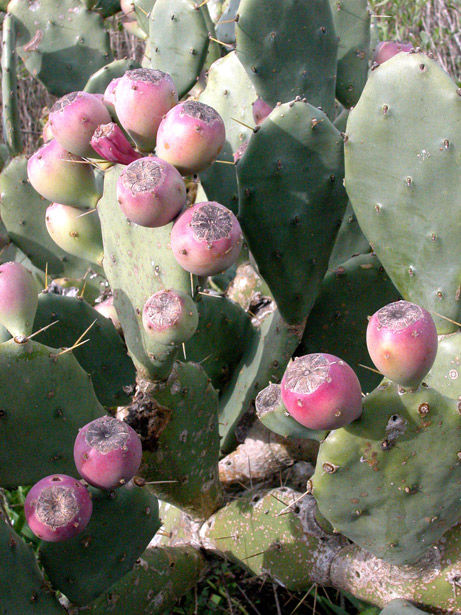 This mystery prickly pear likes to be near coast