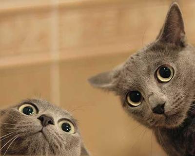 I Can Haz Film Festival Postandcourier Com