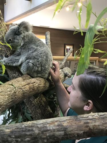 Australian Zoo Sees the Birth of a Rare White Koala