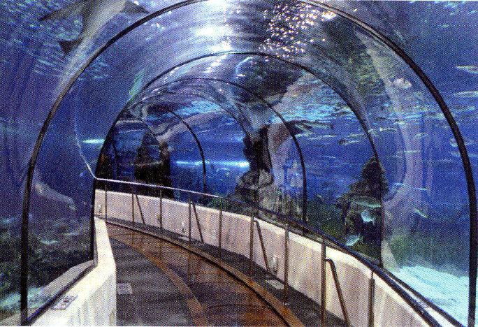 Shark tunnel part of S.C. Aquarium s $68.5 million makeover | Business