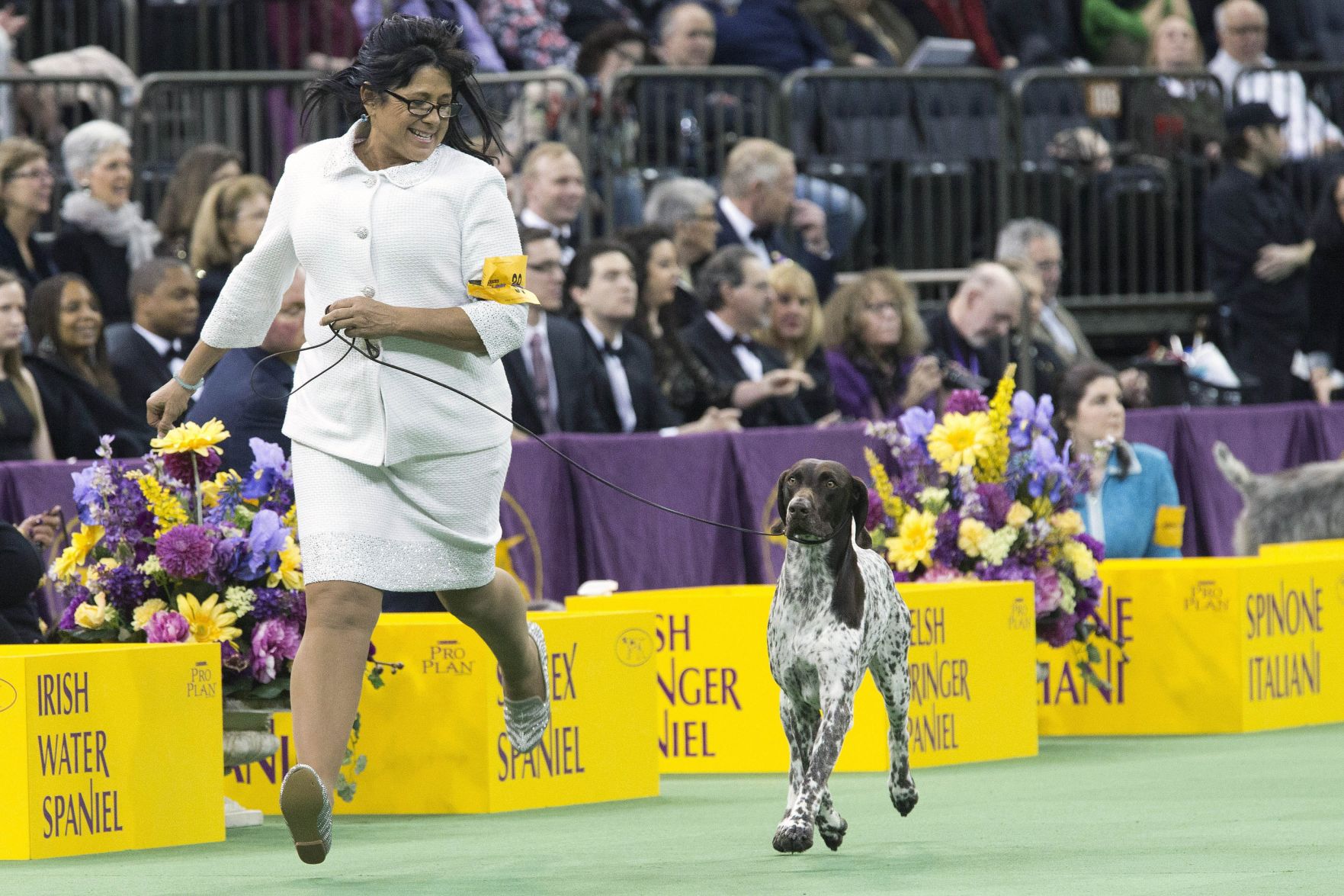 german shorthaired pointer best in show