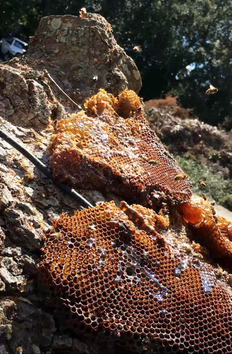 Hive With 10000 Bees Saved After Historic Downtown Charleston Tree
