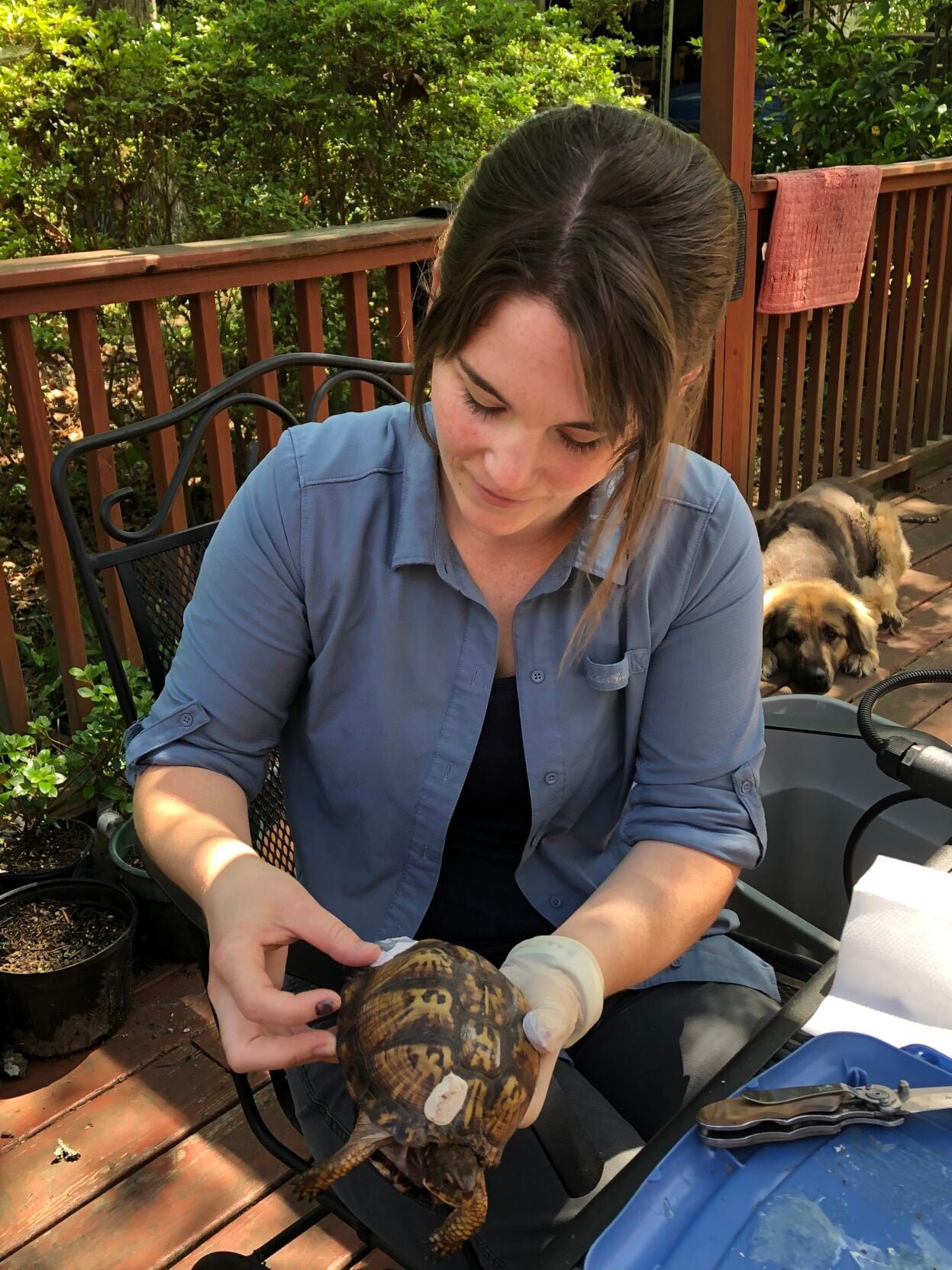 wild box turtle as pet