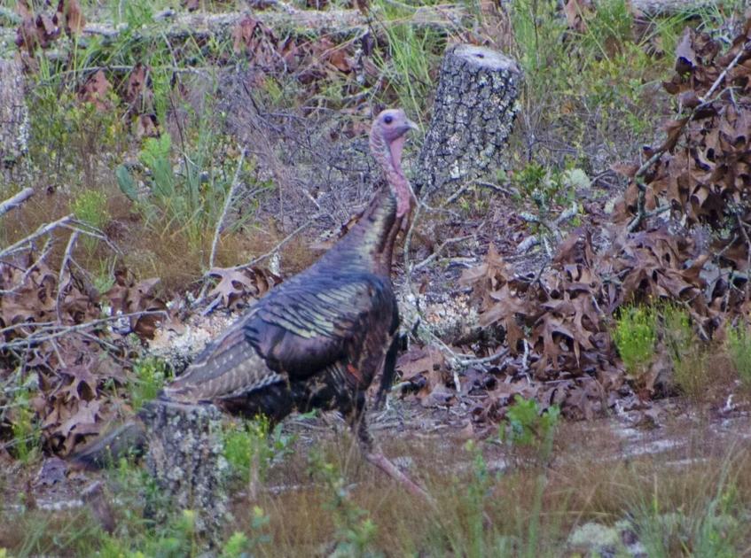 Turkey hunters in SC to use electronic harvest reporting system |  Hunting