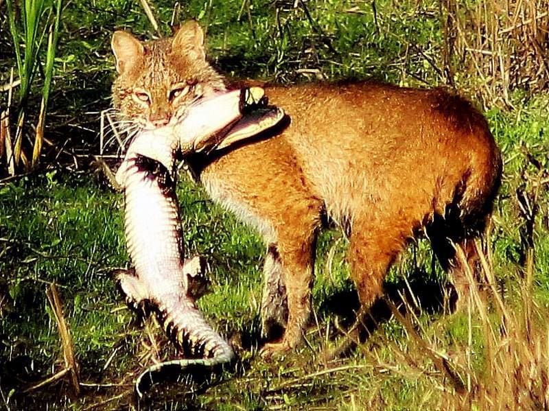 Bobcats the coyotes' nemesis? | Archives | postandcourier.com