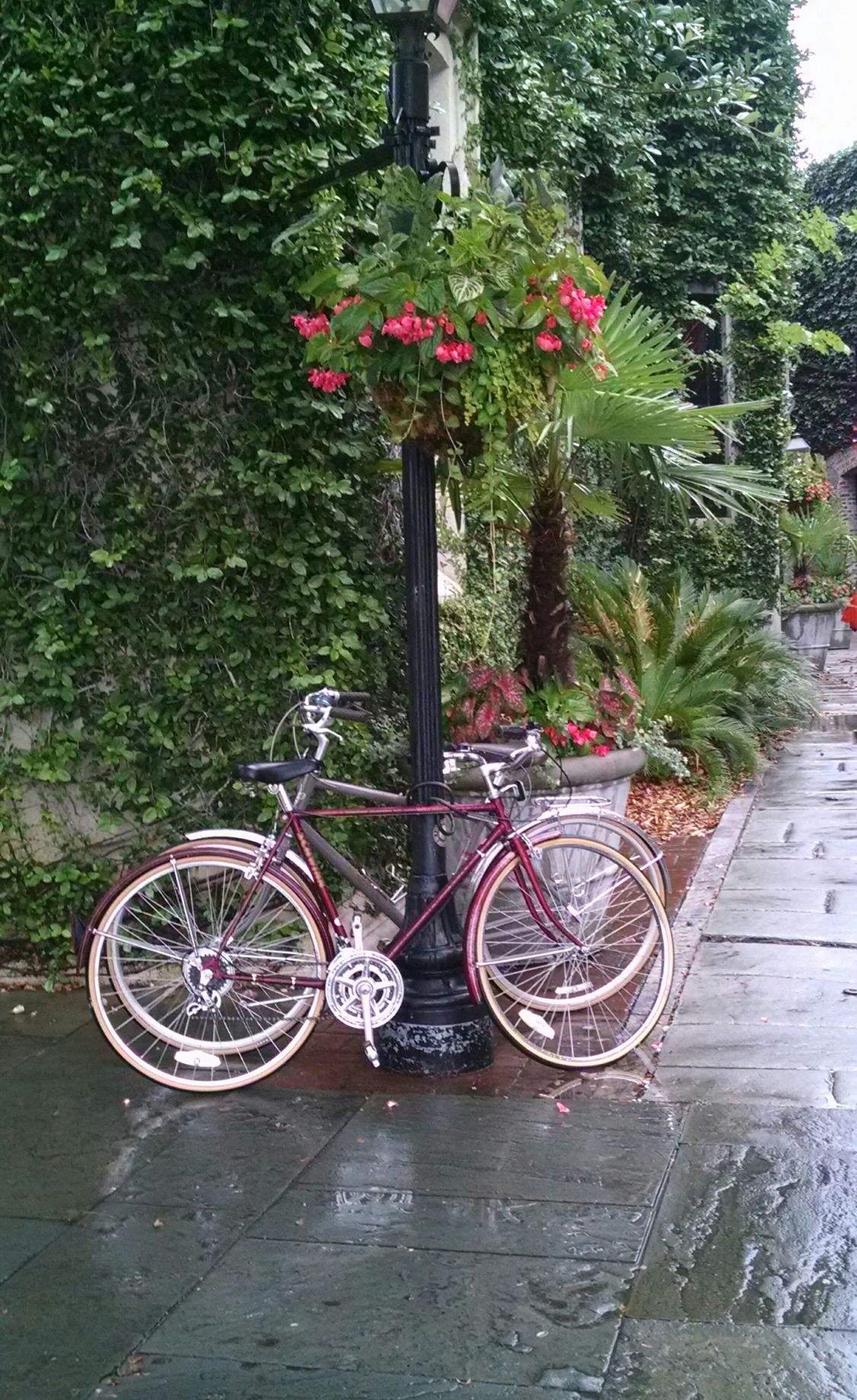 Reader photos Pedals, Petals Photo Galleries