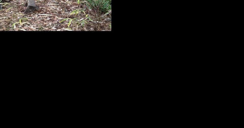 The tragic fate of Chicora and its cemeteries - Vimarsana News