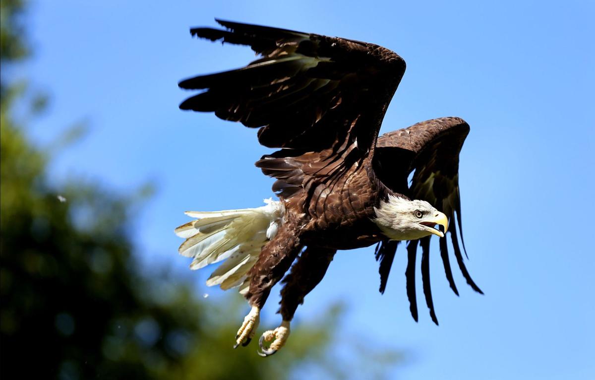 The Center for Birds of Prey Charleston(2023)