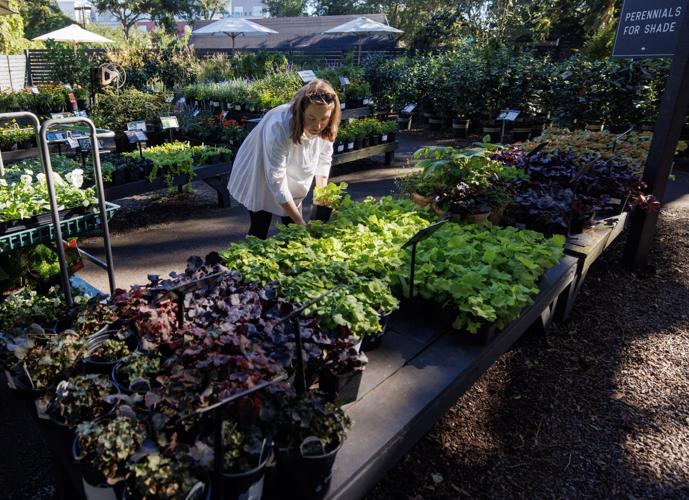 Abide A While garden center an 'oasis' in Mount Pleasant SC Home and