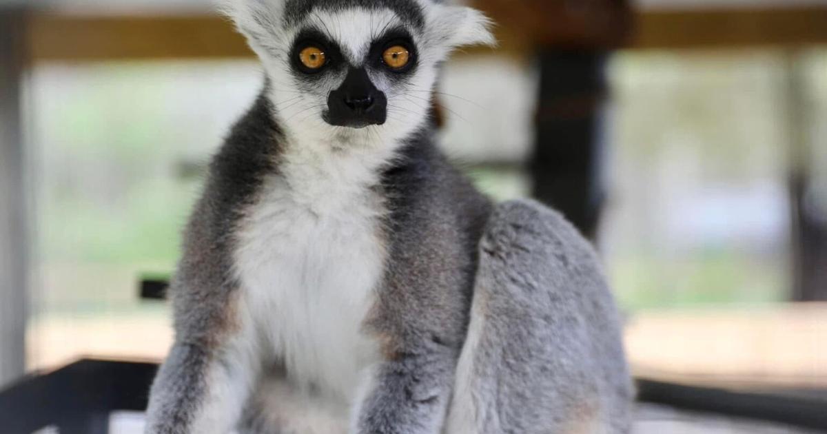 SC family expands farm into mobile petting zoo with more than 100 animals, including kangaroos