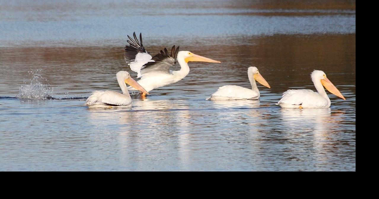 5 fun birding spots in coastal South Carolina