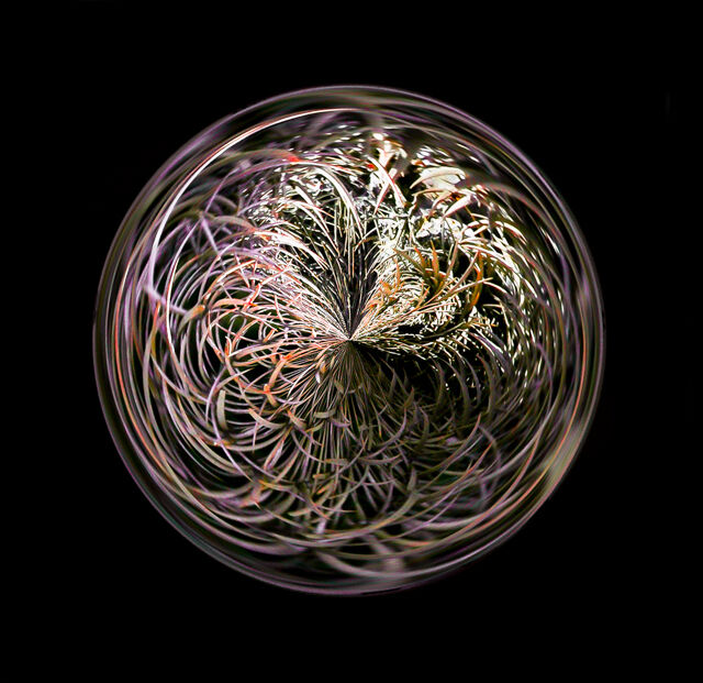 abstract dandridge.jpg