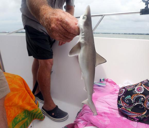 Shark fishing in South Carolina allows an up-close look at misunderstood  animals, News