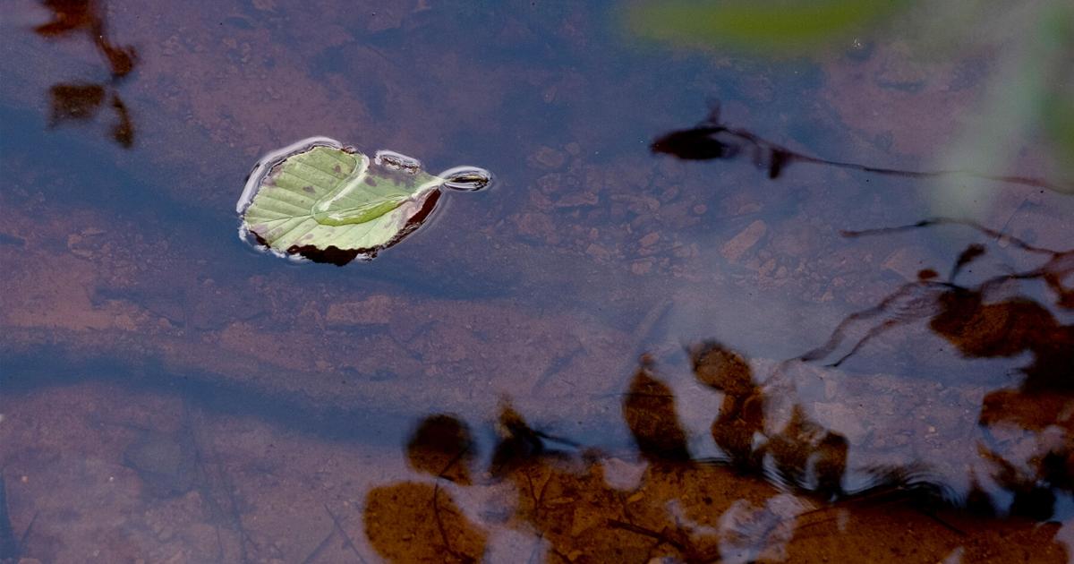 Dieser Fluss in South Carolina enthält gefährliche Mengen an ewigen ...