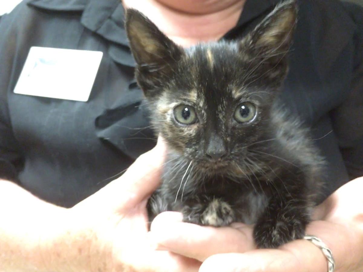 Witness describes #39 nightmare #39 seeing kittens thrown in North Charleston