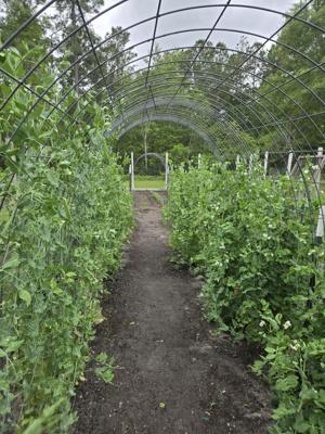 Support your local tomatoes