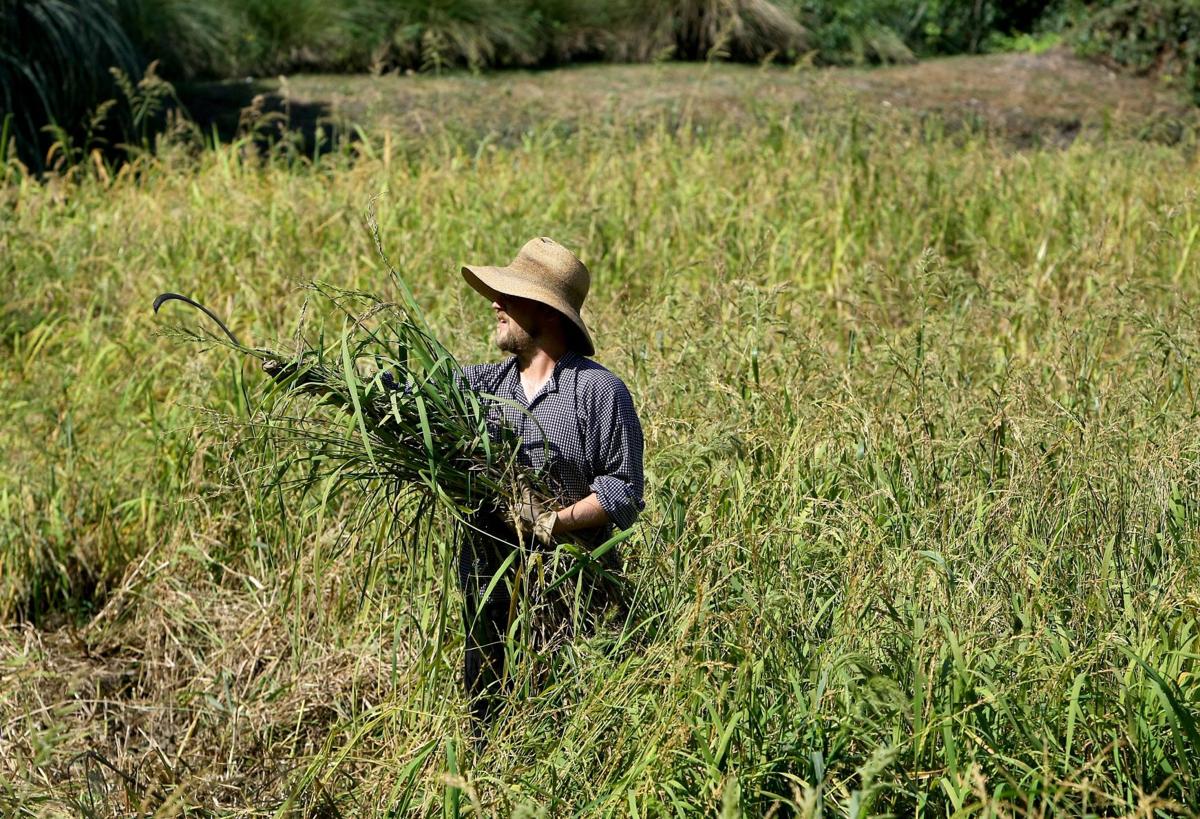Rice Harvest