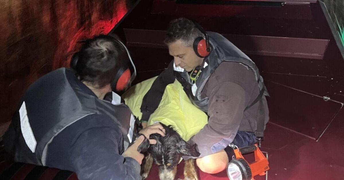 Family dog stuck in Isle of Palms pluff mud rescued by crews using eye in ...