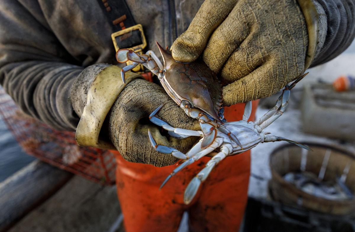 Hand-Lining For Crabs - Georgia Outdoor News