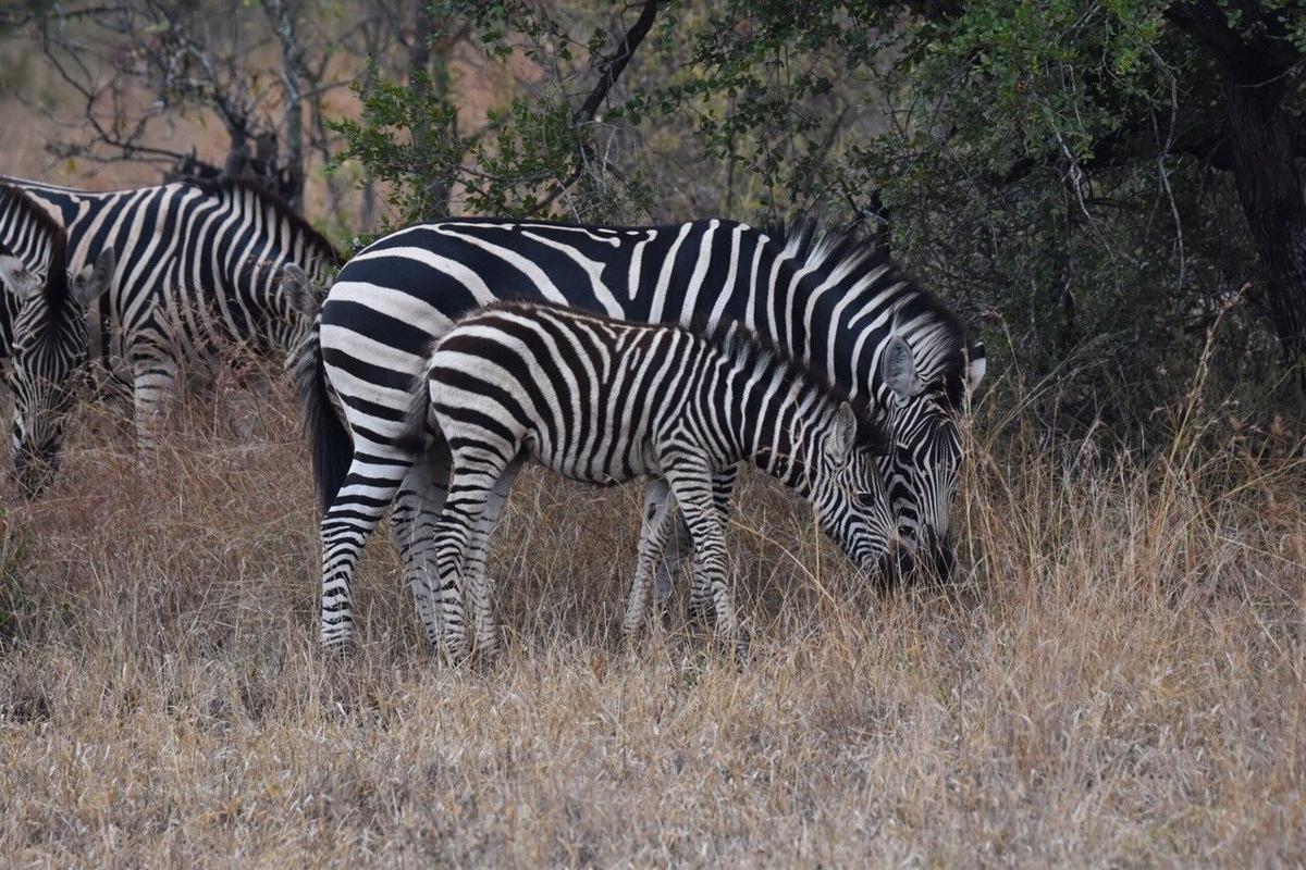 travel loftus in africa.jpg