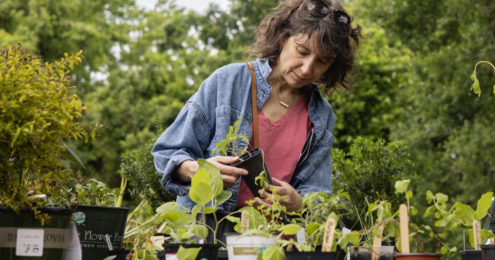 Charleston Horticultural Society hosts annual plant sale | Features - Vimarsana News