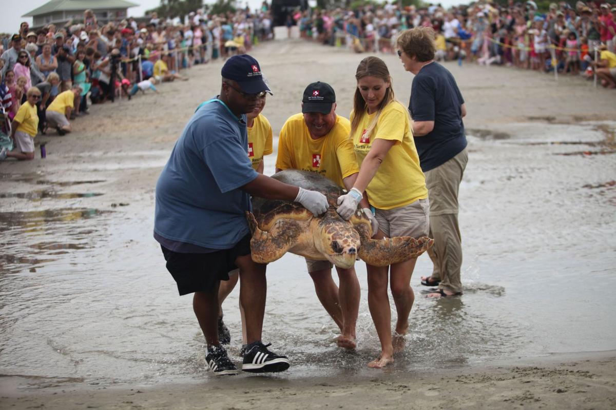 South Carolina Aquarium releases five loggerheads