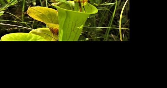 pitcher plant eating a frog