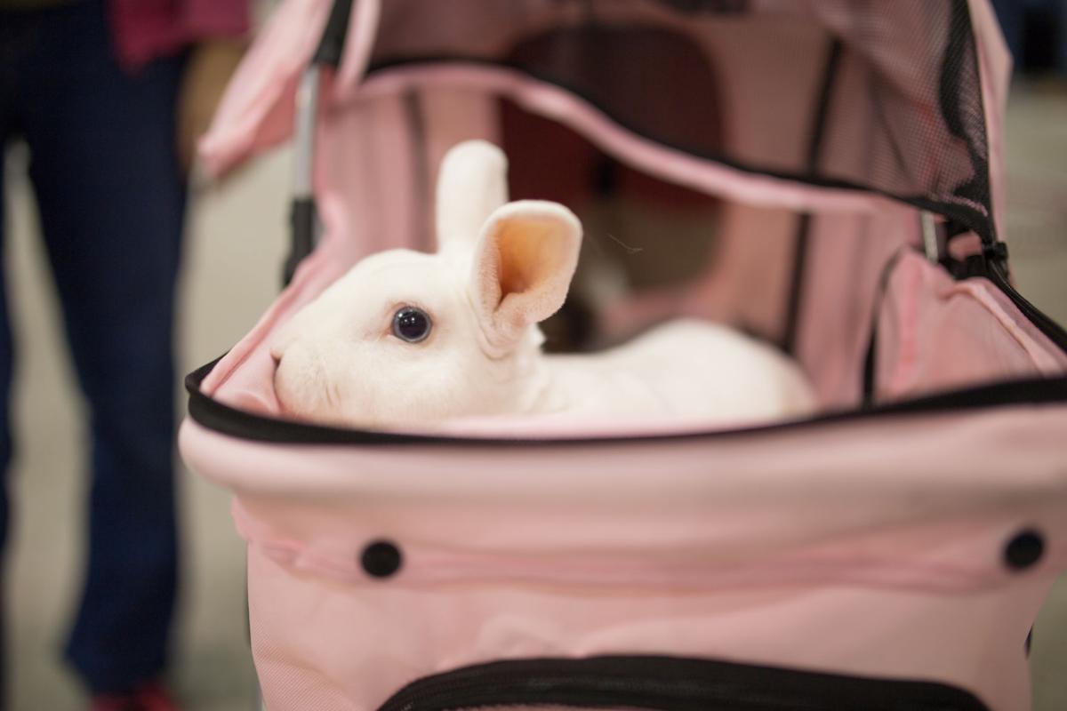 Pet Expo-October 14, 2017-409