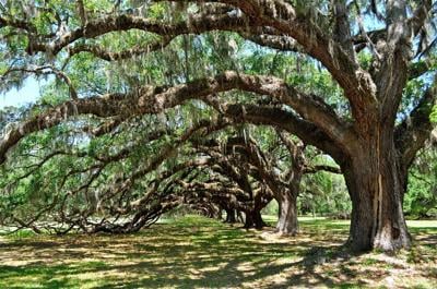 Nixing Dixie College Of Charleston Renames Its Plantation Stono