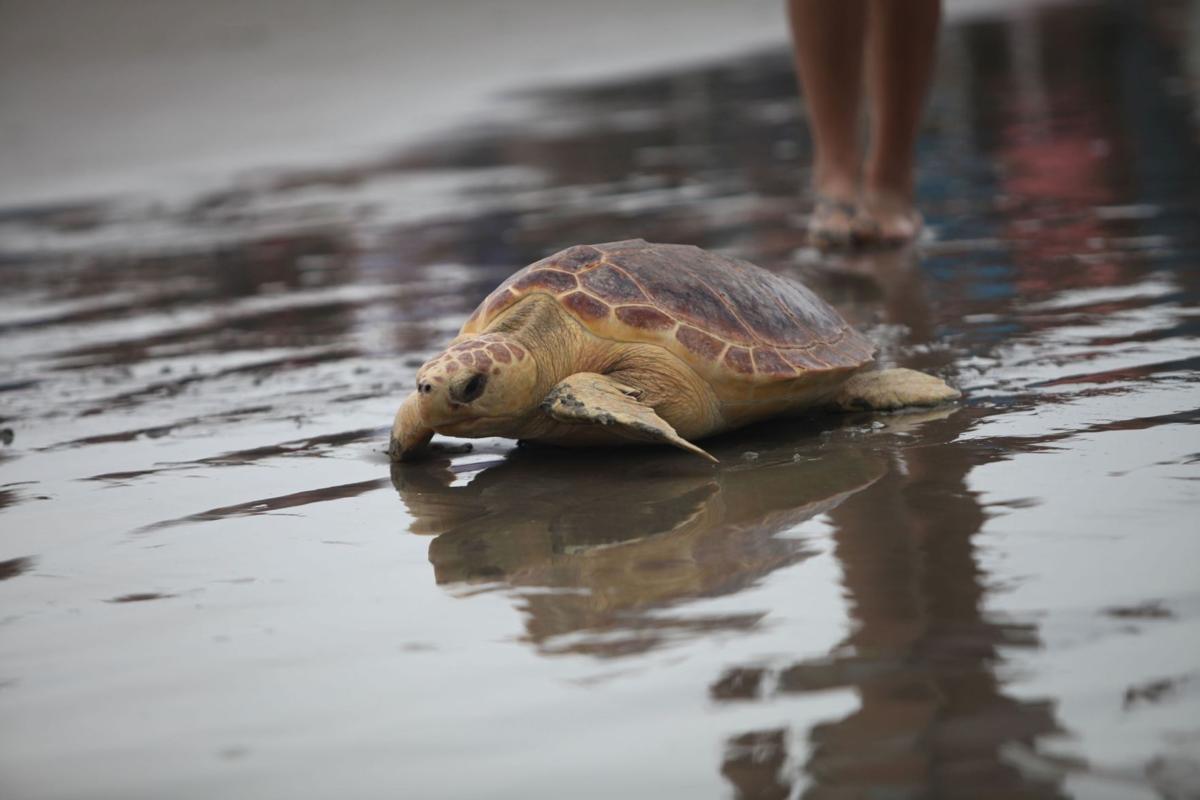 South Carolina Aquarium releases five loggerheads