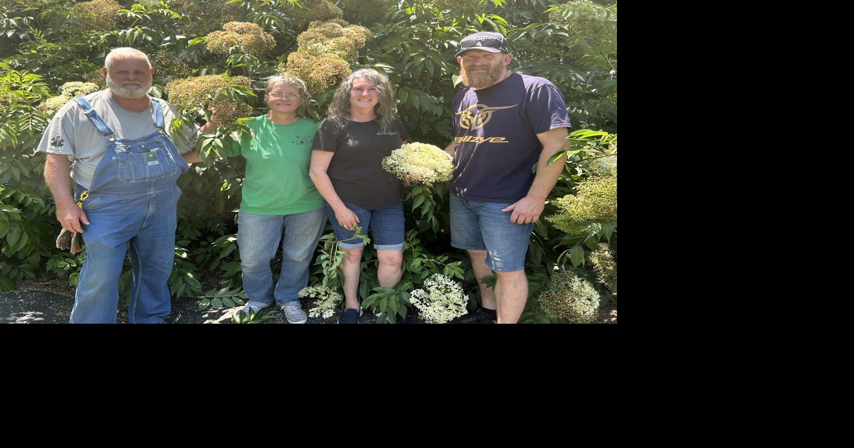 Australian elderberry growers visit Crafty Maibritt Farm