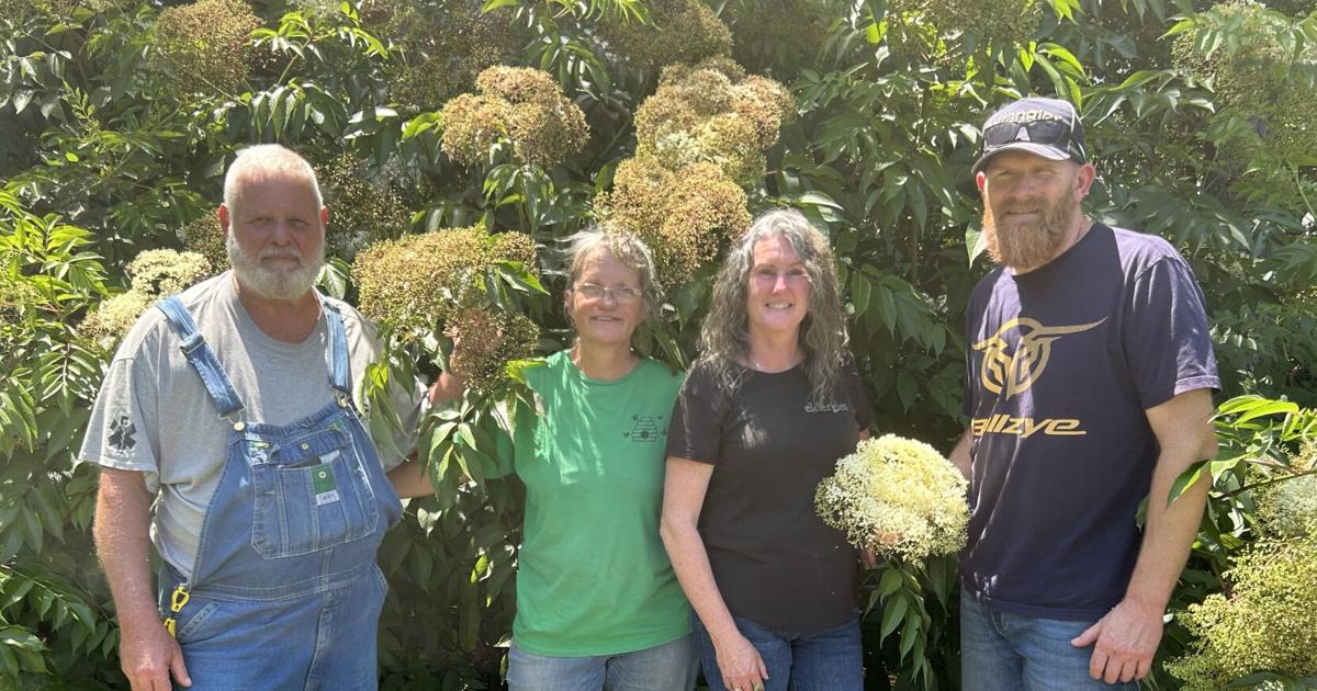 Australian elderberry growers visit Crafty Maibritt Farm