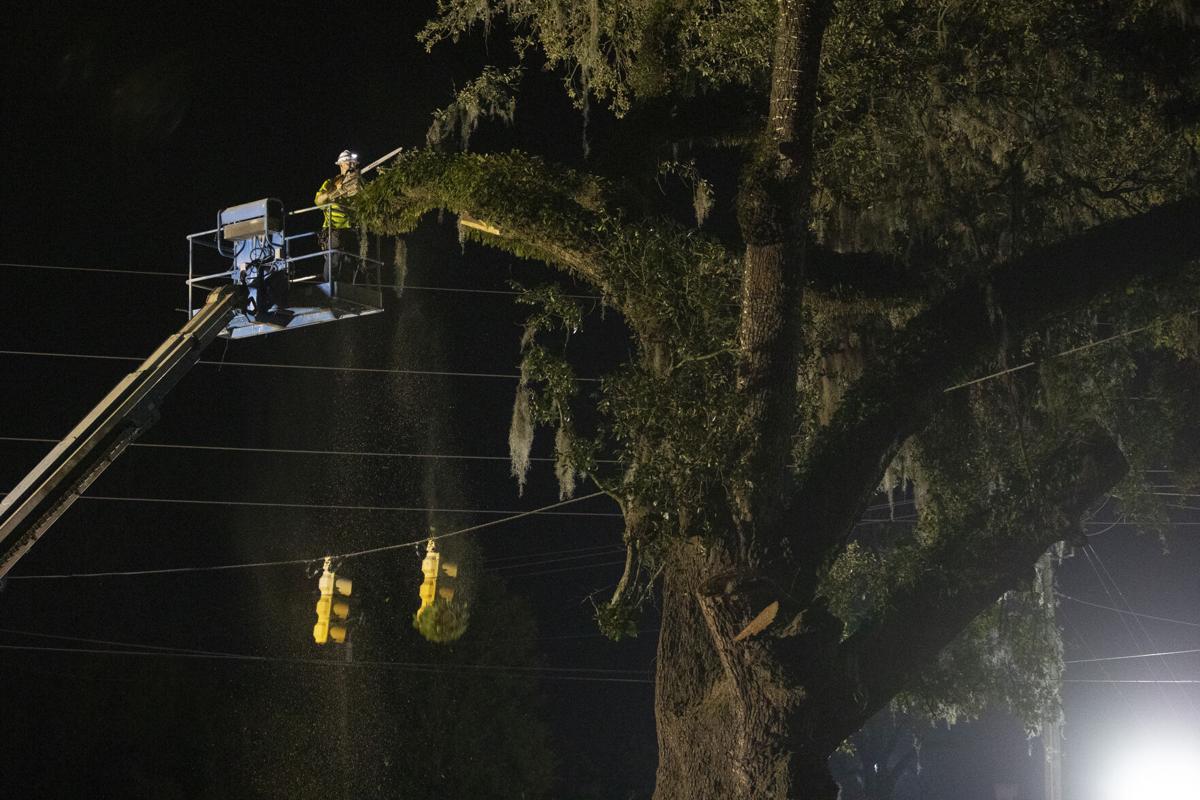 tree cutting.jpg