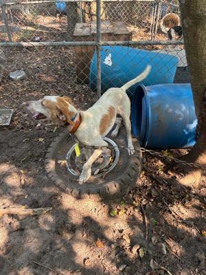 4 accused of running dogfighting ring in Horry County