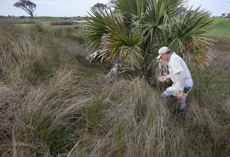 Lifestyles of Kiawah's Ocean Course caddies Free golf, good shoes and