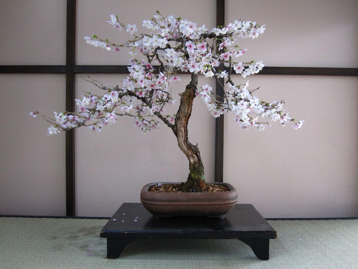 Bonsai Are The Haiku Of The Tree World Home And Garden Postandcourier Com