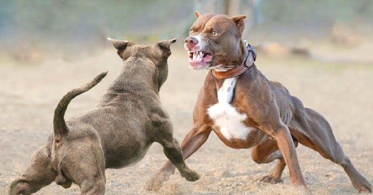 SLED announces charges in 2024 Eastover dog fighting case
