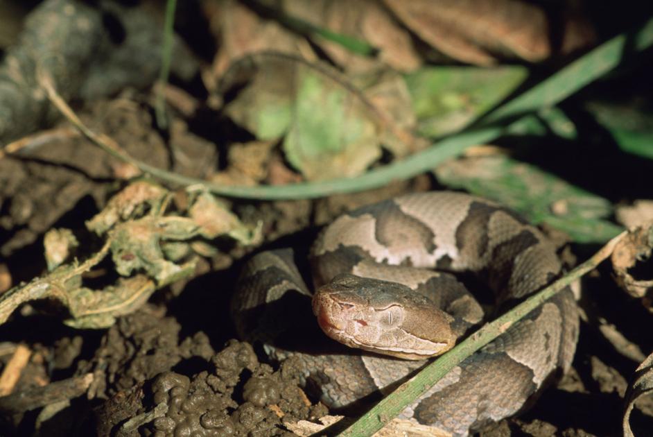 Biologist Says Be On The Lookout For Baby Copperheads News Postandcourier Com Biologist Says Be On The Lookout For Baby Copperheads News Postandcourier Com