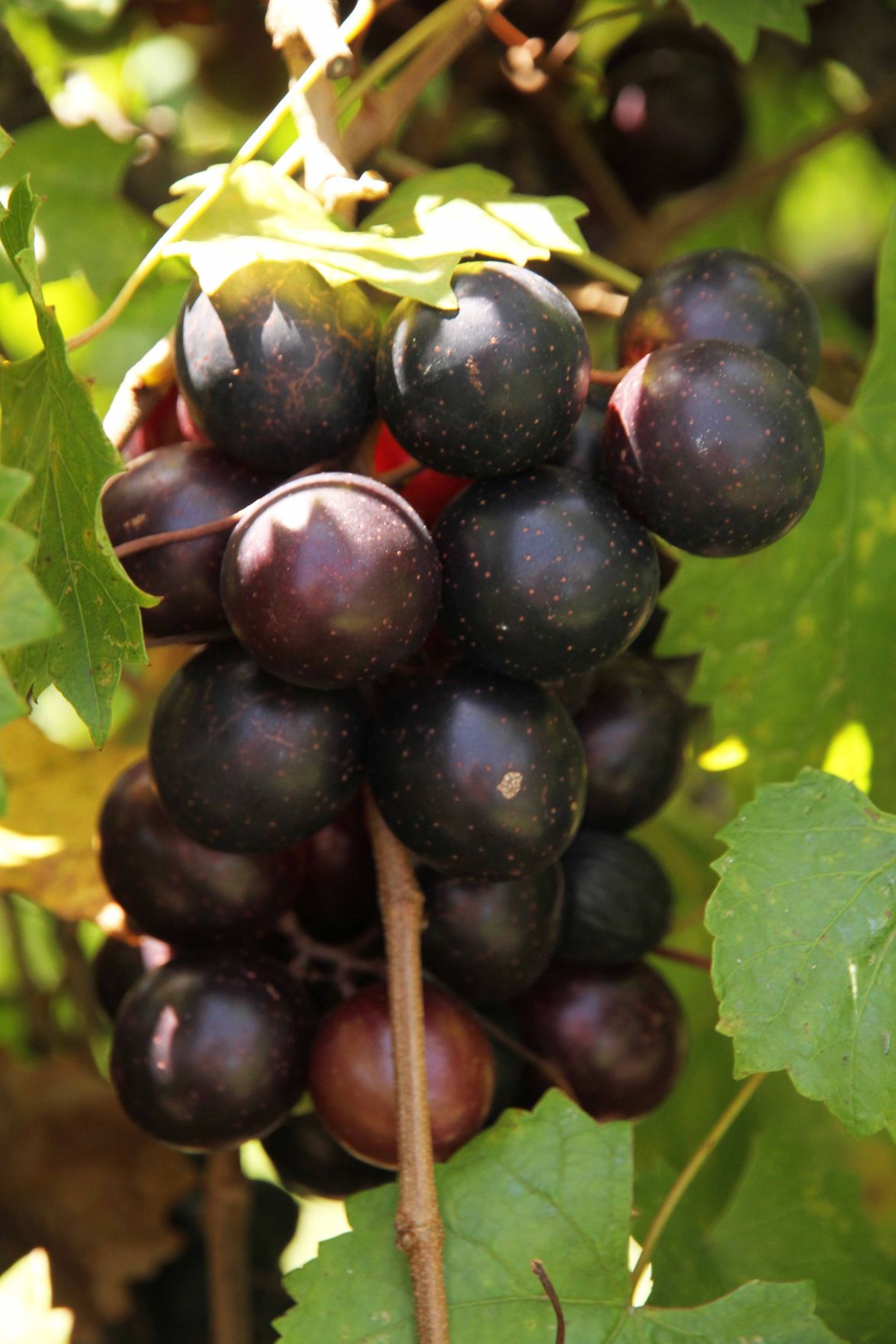 Grape Stomping Festival