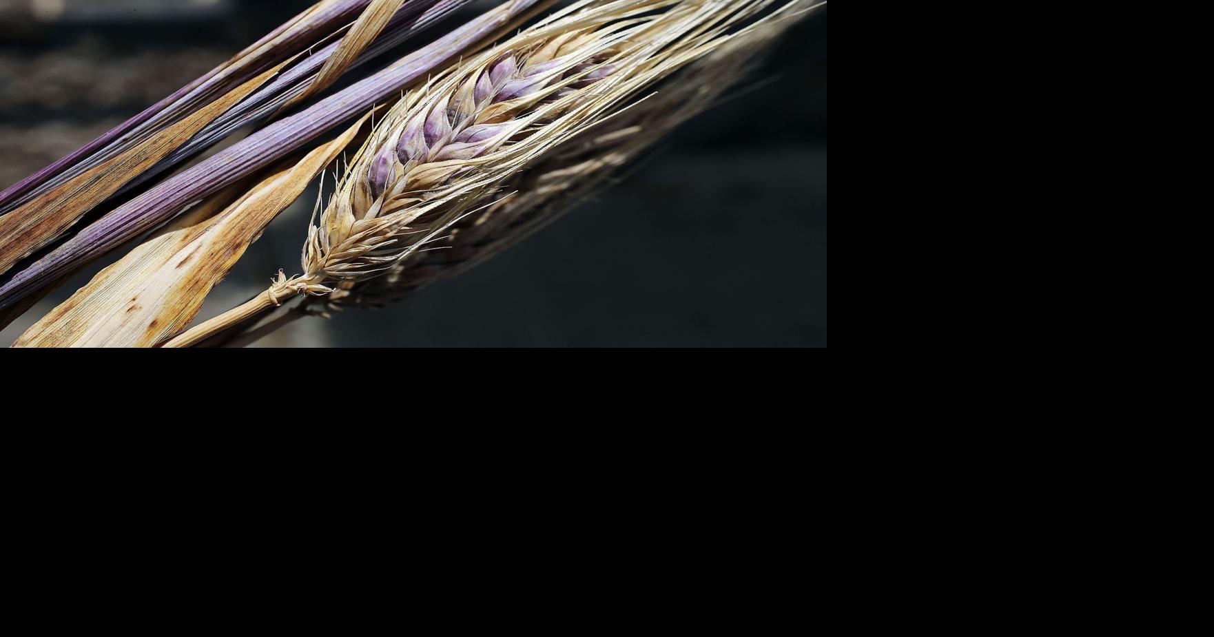 Wheat Straw FANTASY PURPLE