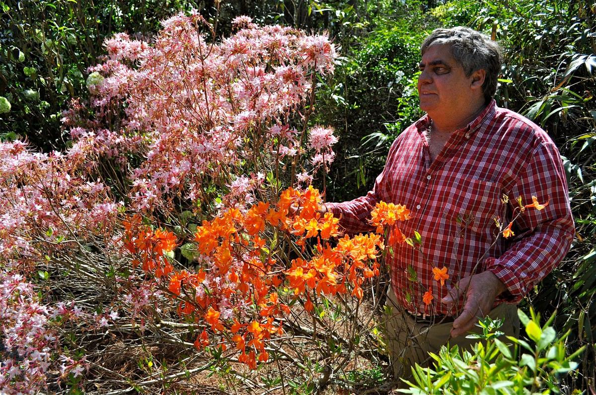 native azaleas flourished in s c long before asian varieties filled plantations and yards features postandcourier com