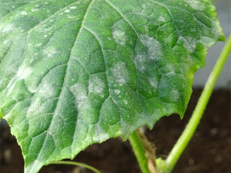Cucurbit downly mildew on leaf