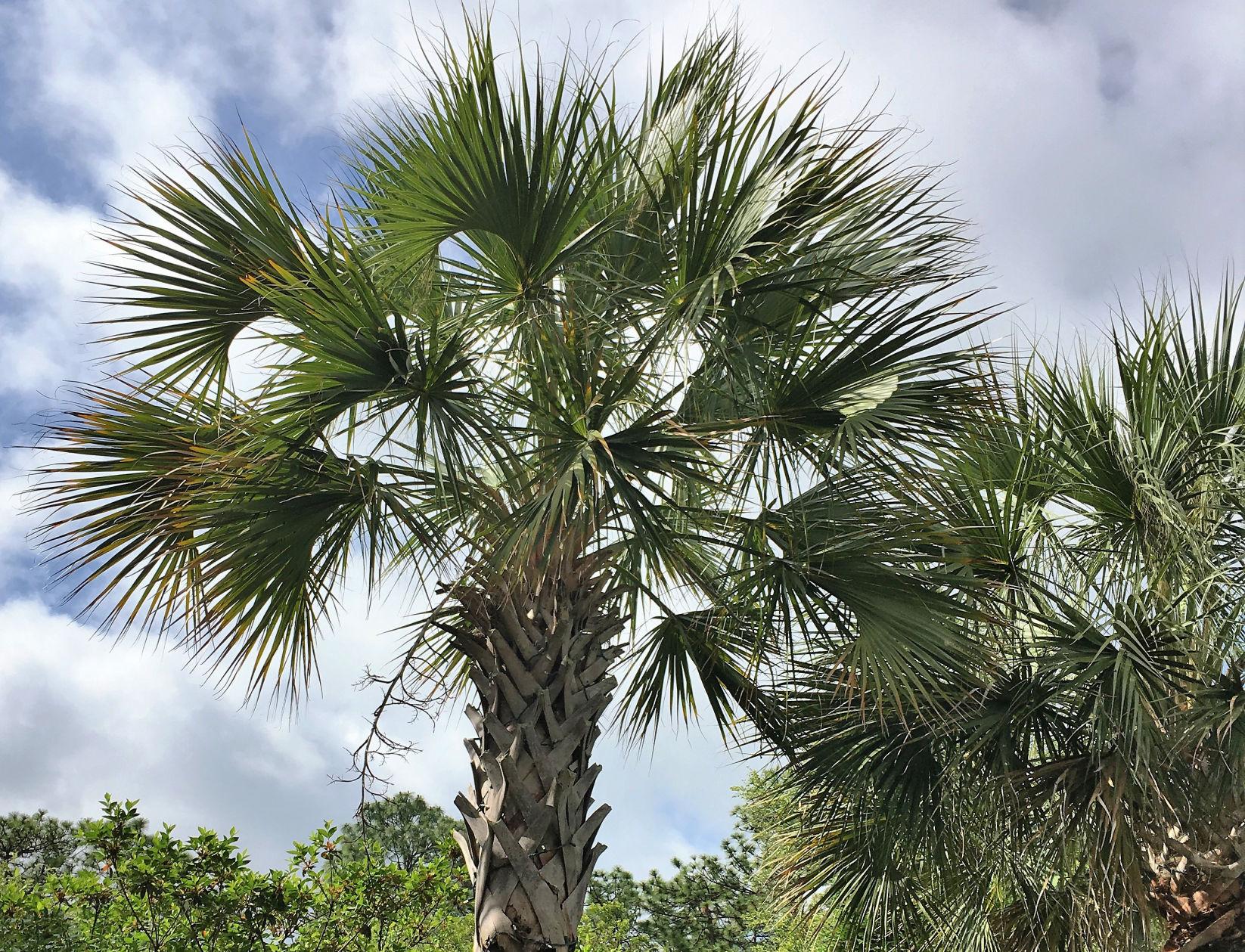 How to Draw Sabal Palm Tree - Daugherty Harioned49