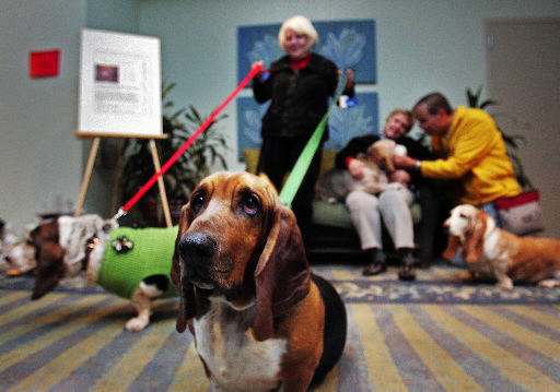 country corner bassets